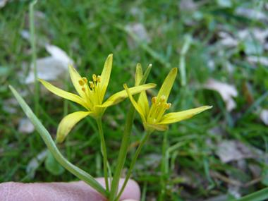 2 à 5 fleurs jaunes à 6 tépales formant une ombelle en forme d'étoile. Agrandir dans une nouvelle fenêtre (ou onglet)